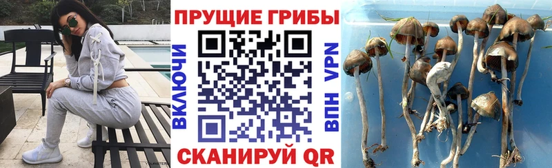 Псилоцибиновые грибы Psilocybine cubensis  Бабаево 